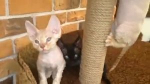 Котята девон Рекс