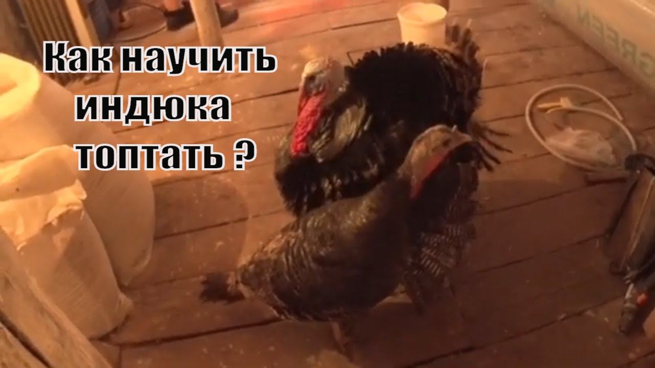 Учу индюка топтать индюшек  Деревенская жизнь Зауральского подворья
