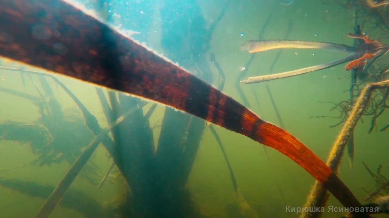 Коралловые рифы нашего ставка