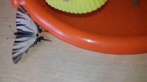 Спасаем бабочку МАХАОН