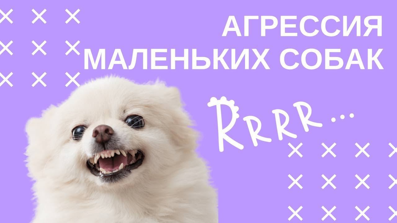 Почему маленькие собаки агрессивны?