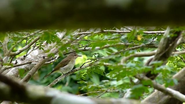 Black-whiskered Vireo singing смотреть онлайн