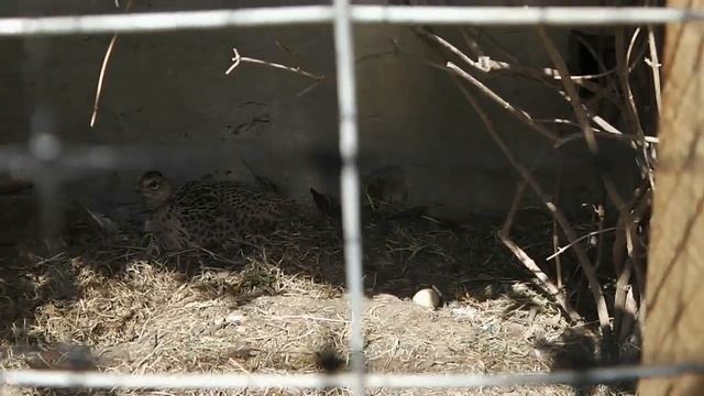 Фазаны. Самка села на яйца. смотреть онлайн