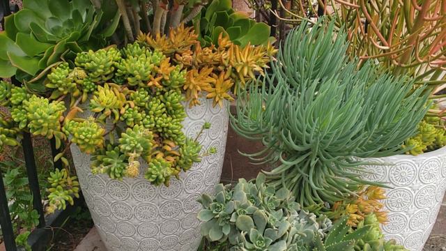Neglected Succulent Garden Tour Part 1 смотреть онлайн