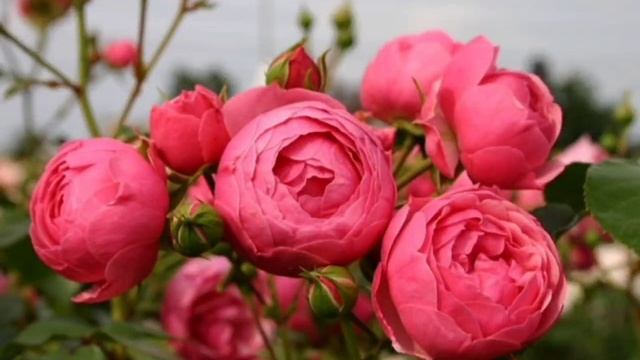 Розы смотреть онлайн