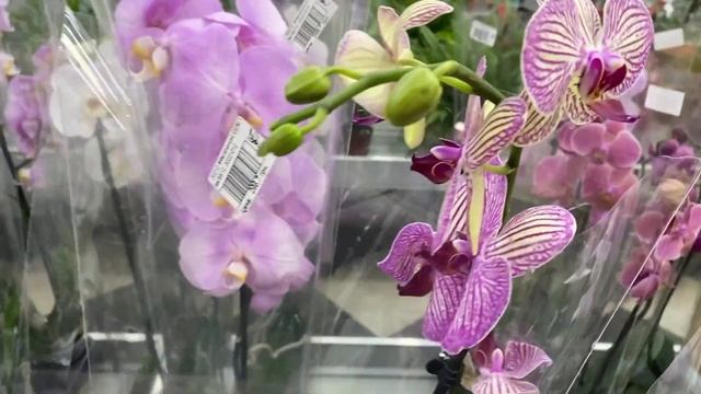 Самые красивые цветы ОРХИДЕИ / Обзор ОРХИДЕЙ *ВАШ САД* Таврия, Паустовского, Одесса смотреть онлайн