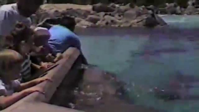 Это кошка или лошадь ? Топ приколы с животными 2016 Птица "сделала" дельфина | Гав-гав смотреть онлайн