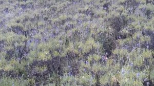 Лавандовое поле, с.Кипарисное Крым.