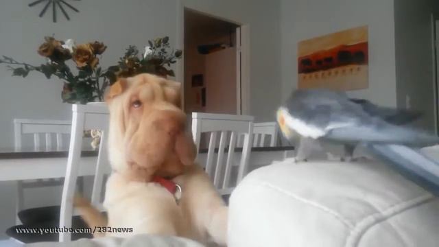 Попугай и шарпей! Sharpei vs Parrot смотреть онлайн
