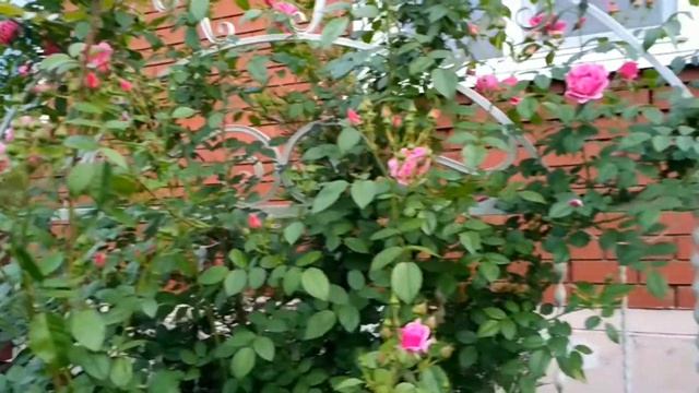 Плетистая роза "Камелот", цветение. Июль 2021. смотреть онлайн