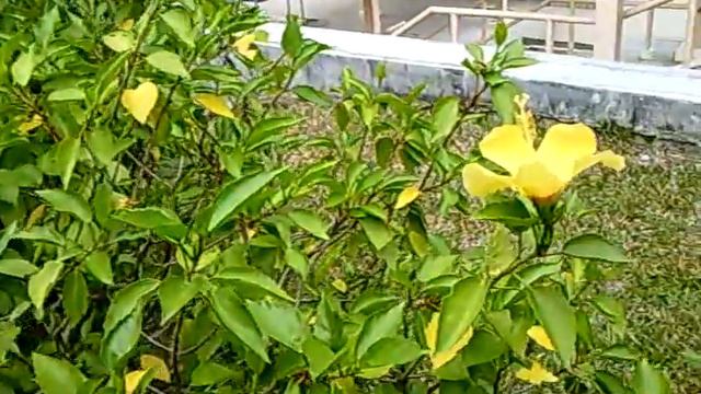 Yellow Hibiscus Flower смотреть онлайн