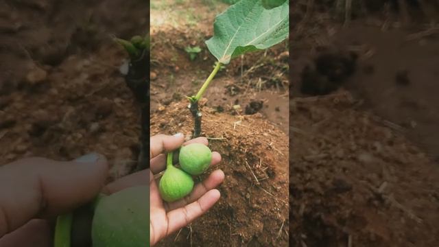 fig#plant#field