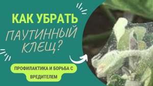 КАК УБРАТЬ ПАУТИННОГО КЛЕЩА?
БОРЬБА И ПРОФИЛАКТИКА