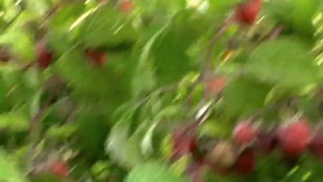 Малина Феномен . Продам саженцы ОСЕНЬЮ 2019 . смотреть онлайн