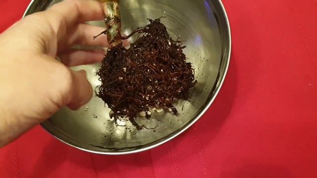 Vlog plantes28 - Installation des tapis chauffants philo Red Emerald hoyasupd plantes nov 2023