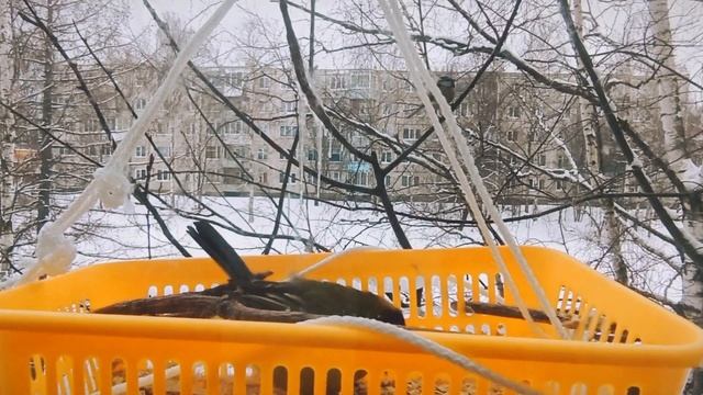 Синицы на кормушке, лазоревка и большая синица. смотреть онлайн