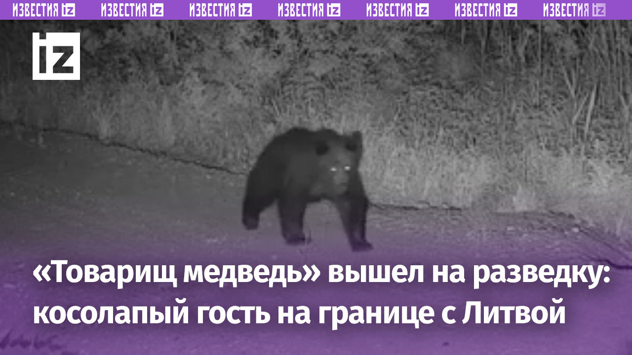 Медвежий «патруль» на белорусско-литовской границе