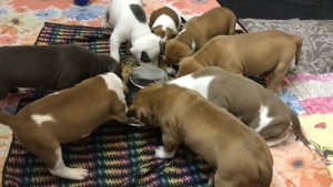 Прикорм щенков амстаффа