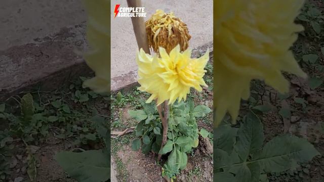 5 Color of Dahlia Flower in my Garden 🌸🌺 #dahliaflower #dahliaflowers #dahlia #dahliaplant #flowers