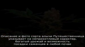 Описание и фото алычи сорта Путешественница