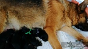 Роды Немецкой овчарки, собака рожает дома, Как помочь собаке при родах, предродовые признаки у соба