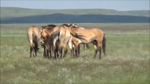 Лошадь Пржевальского и интересные факты о ней