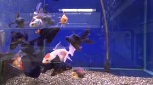 Как выглядит золотая рыбка - телескоп, оранда, риукин