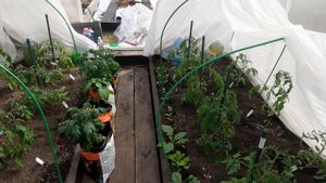 Как расположить томаты в затенённой теплице.