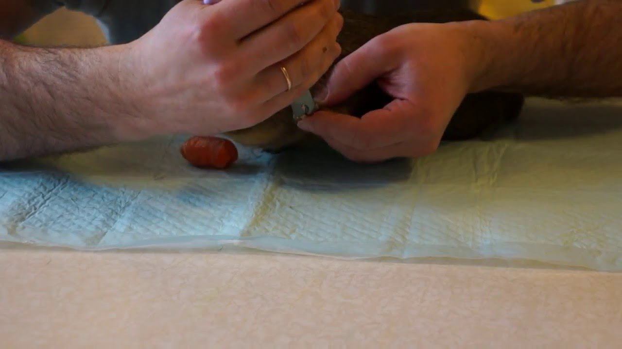 Как подстричь когти у морской свинки смотреть онлайн