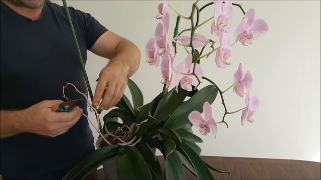 КАК ПОСТУПИТЬ С СУХИМИ ЦВЕТОНОСАМИ ОРХИДЕИ. смотреть онлайн