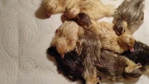 Индоутята. Индоутка не оправдала надежд. Вес вылупившегося индоутенка, кормление индоутят.