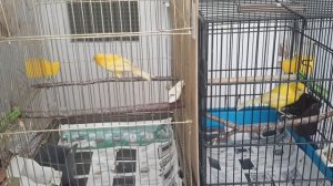 Образование пары у канареек!.mp4