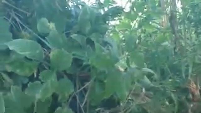 Маскхалат своими руками часть 2