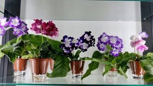 Стрептокарпусы DS-2403, DS-Пегас, DS-1920