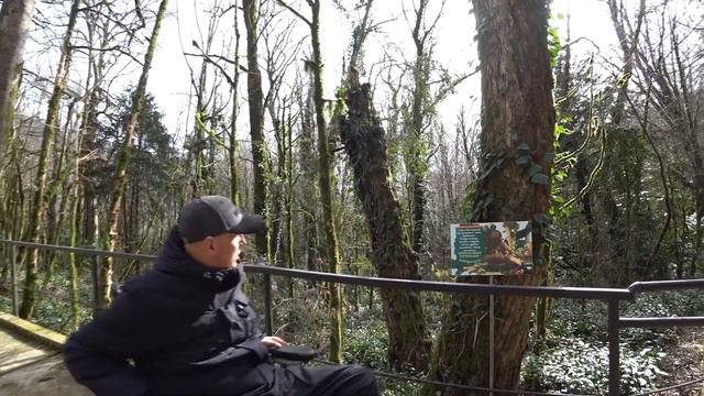Экскурсия \ Тисо-самшитовая роща \ Сочи \ Провели обследование - Доступность для МГН \