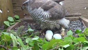 Самка ястреба-тетеревятника на гнезде. Часть 2.