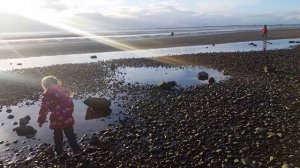 крабы, раки отшельники