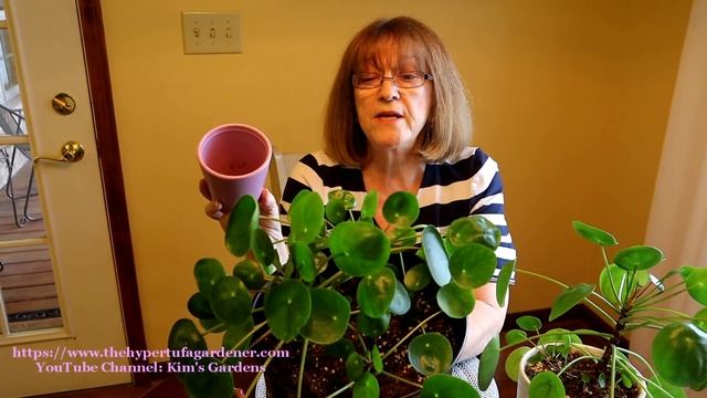 Pilea Peperomioides - Bigger Pot Makes Bigger Plants. Lots of Growth - Update смотреть онлайн