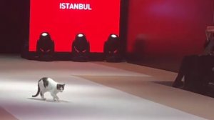 Настоящий catwalk 