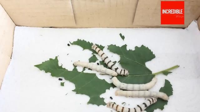 Silkworm Lifecycle From Egg to Worm - Cocoon - Moth - Laying Eggs | Timelapse & Closeup смотреть онлайн