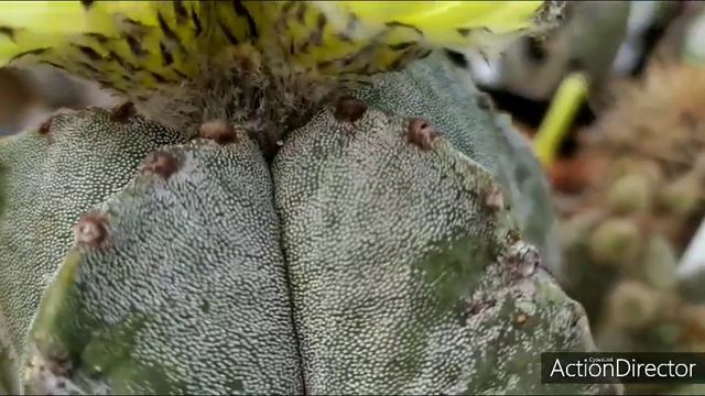 Астрофитум Цветет💛 Astrophytum blooming смотреть онлайн
