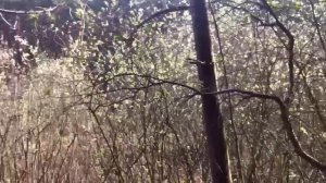 Странные звуки на озере