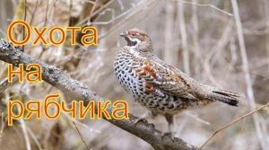 Увлекательная охота на рябчика!