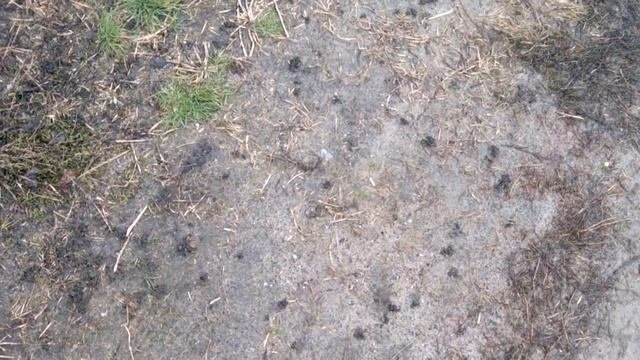 ? Когда начинать посадки. Признак прогрева земли для начала посадок. #народнаяпримета