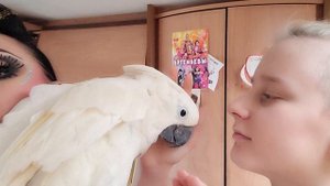 Любовь-морковь! Попугай ара, какаду, Гиацинтовый Ара, забавные животные, говорящий попугай.