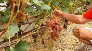 ВИНОГРАДНЫЕ  НОВИНКИ Калугина Виктора Михайловича на участке Севериненко Виктора Ивановича 2020 год