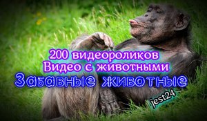Забавные животные / 200 видеороликов / Видео с животными