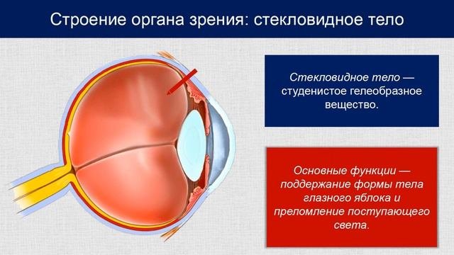 Biology 12+ Зрительный анализатор  Гигиена зрительного анализатора Baranciuc Liudmila