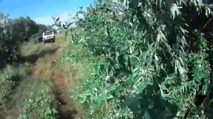 Страдания по толстолобу.