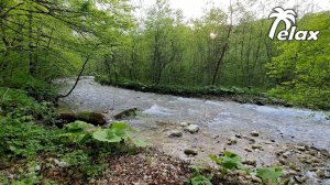 A River in a Mountain Forest and Relaxing Nature Sounds